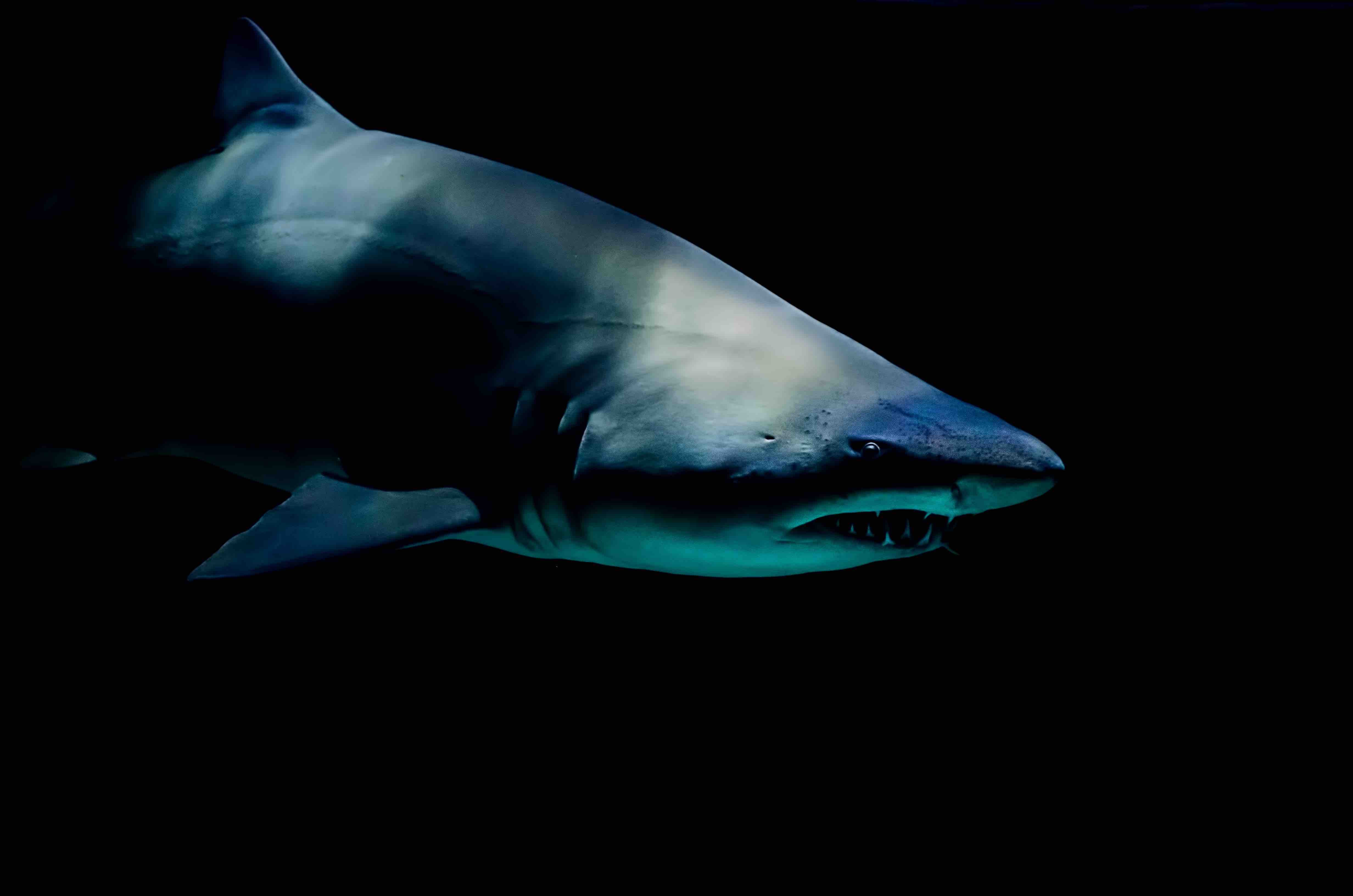 The shark